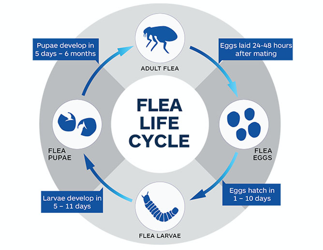 Diagram of the flea life cycle: Flea eggs, flea larvae, flea pupae; flea adult