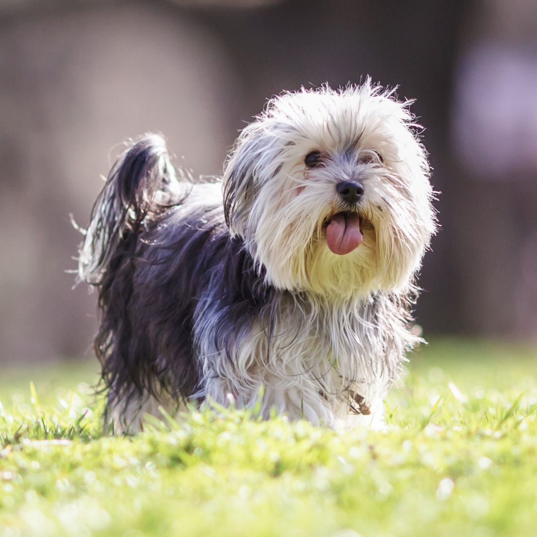 Yourkie walking in the grass