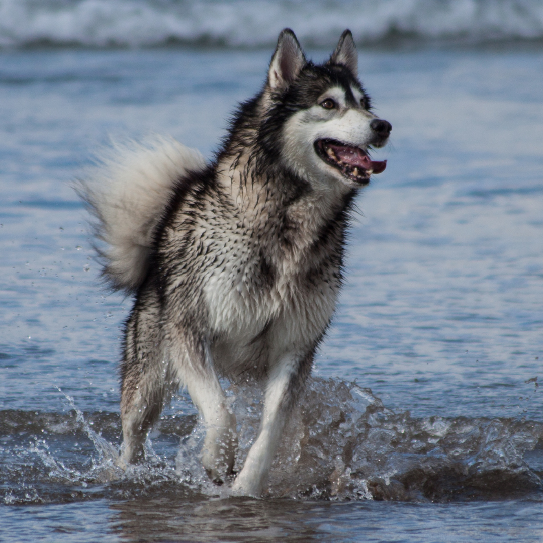 Dog running on beach