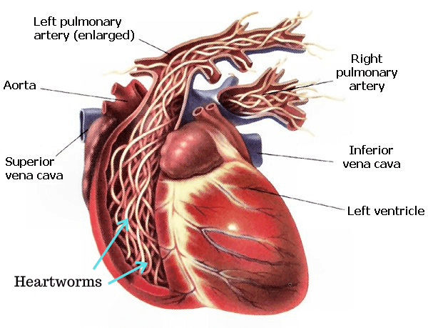 veterinarian in encinitas