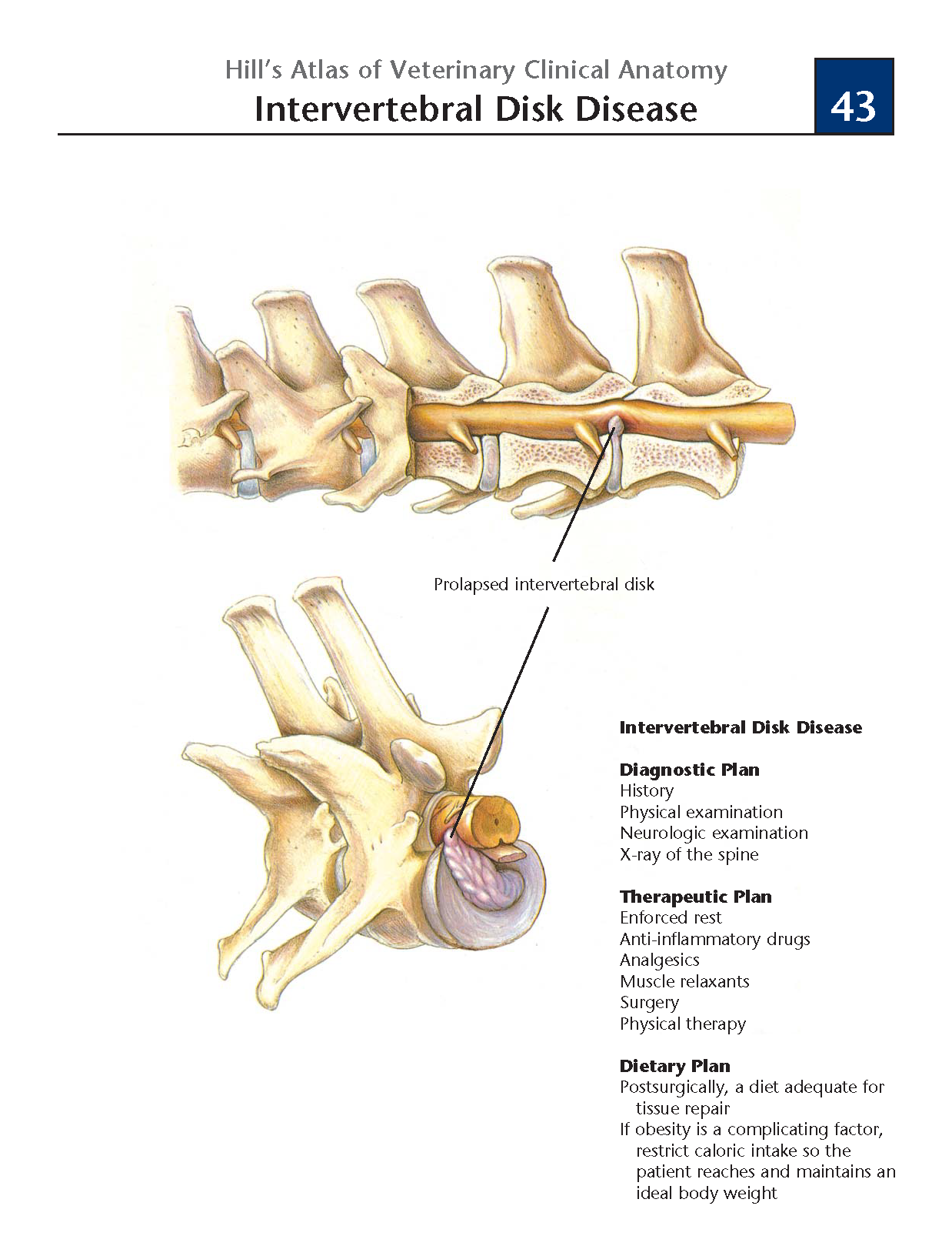 hills bone image