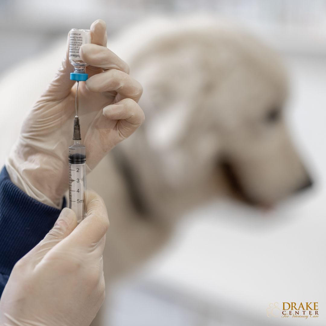 Syringe with dog in background 