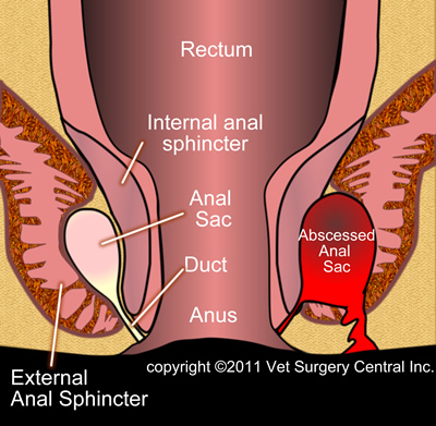 Canine anal sag diagram