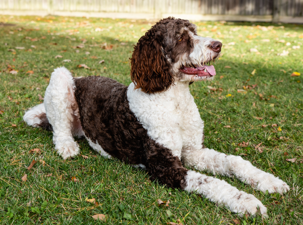 Side view of brown Bernedoodle on the grass