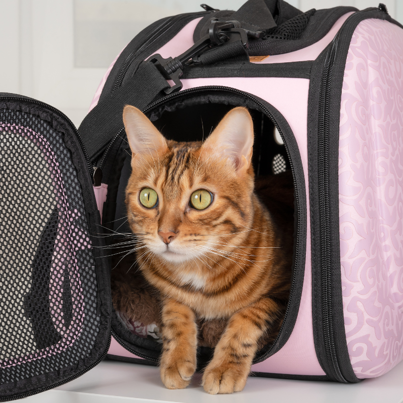 Cat in carrier