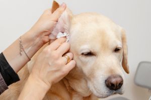 cleaning dogs ears