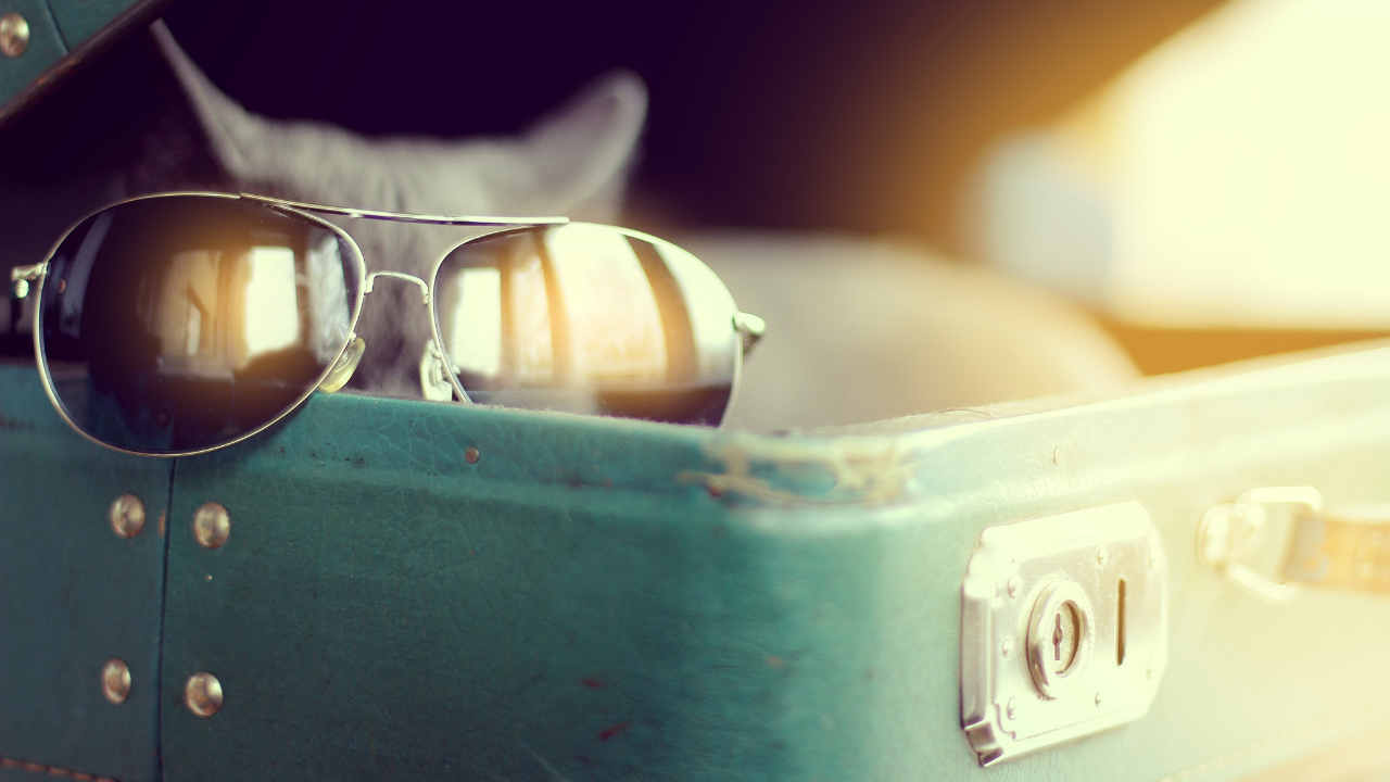 Cat in suitcase wearing sunglasses 