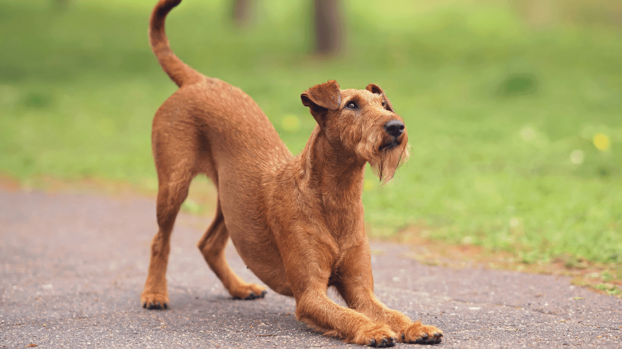 dog vets in encinitas