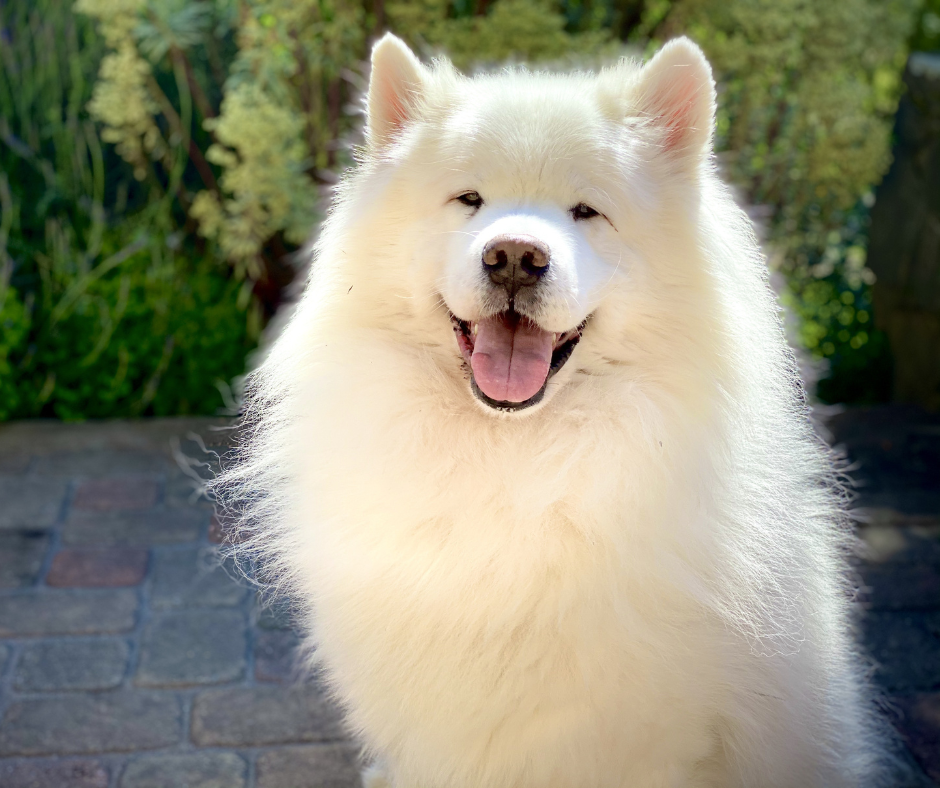 White fluffy dog