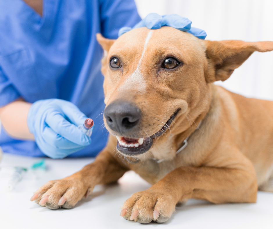 Dog with syringe next to him