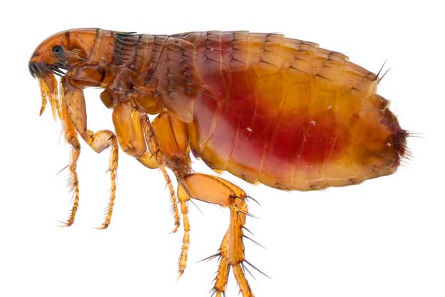 A closeup photo of a flea with a white background