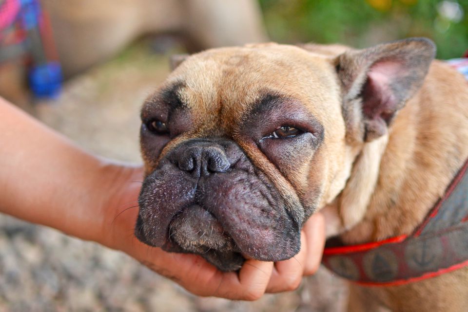 Bulldog with swollen face