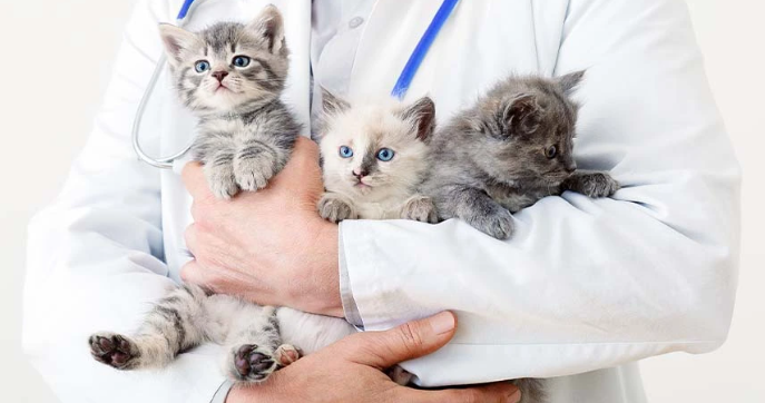 https://www.metlifepetinsurance.com/blog/pet-planning/vet-visit-cost-for-cats/