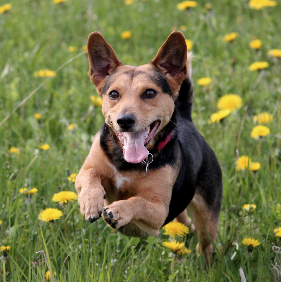 Dog running through yellow flower fields