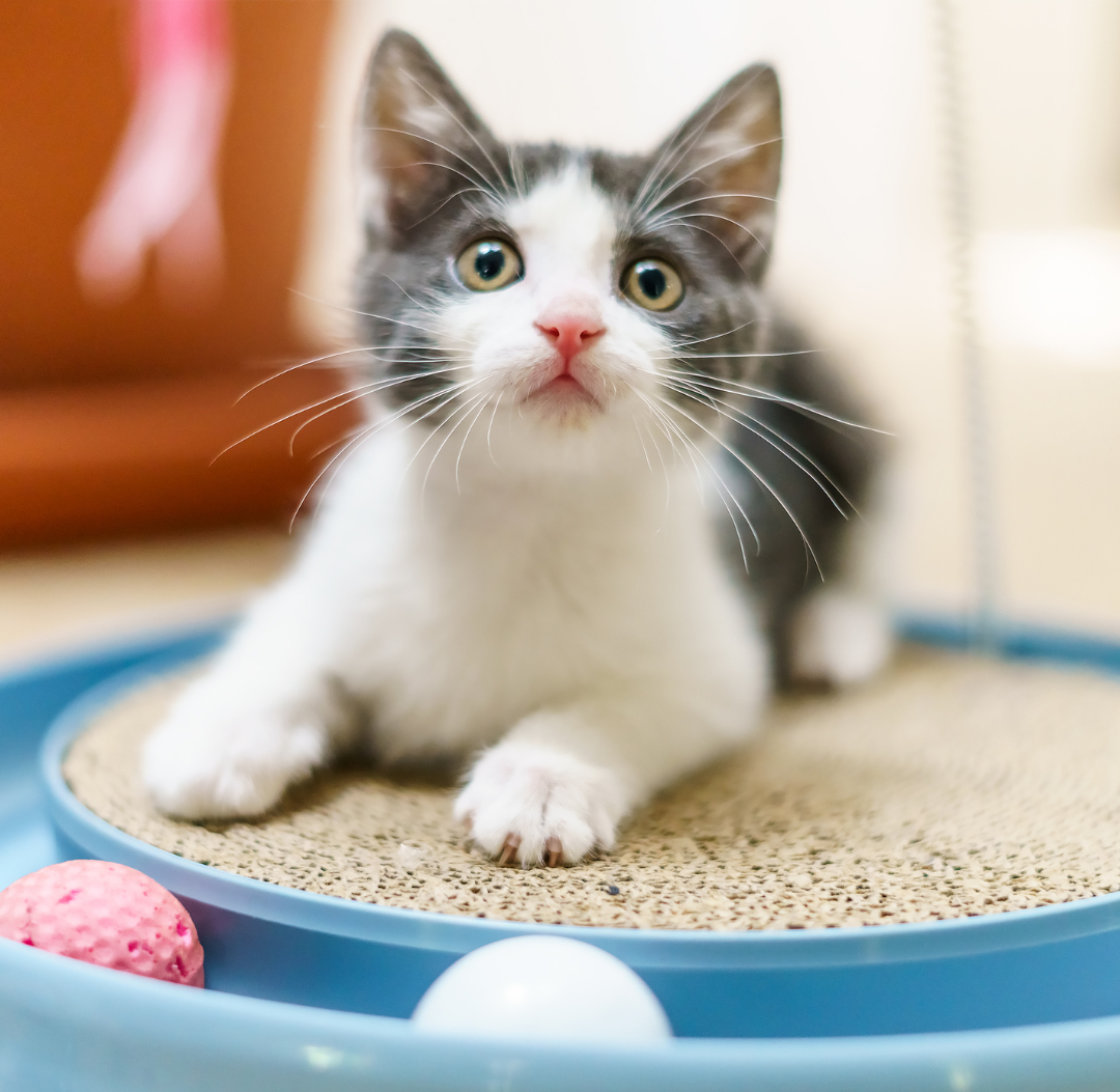 cat playing on scratcher