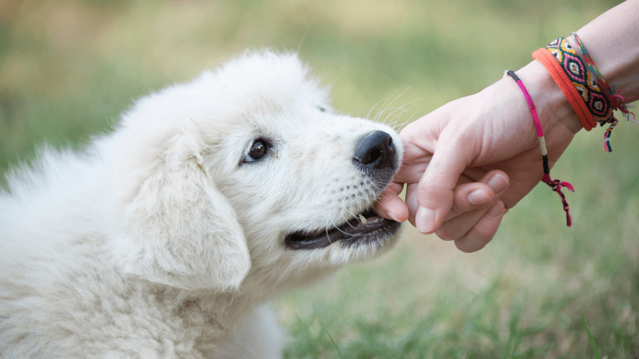 puppy care in encinitas