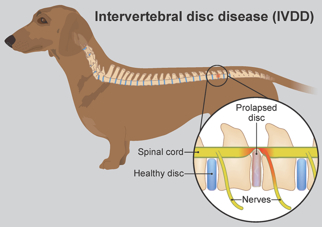 Bone dog diagram