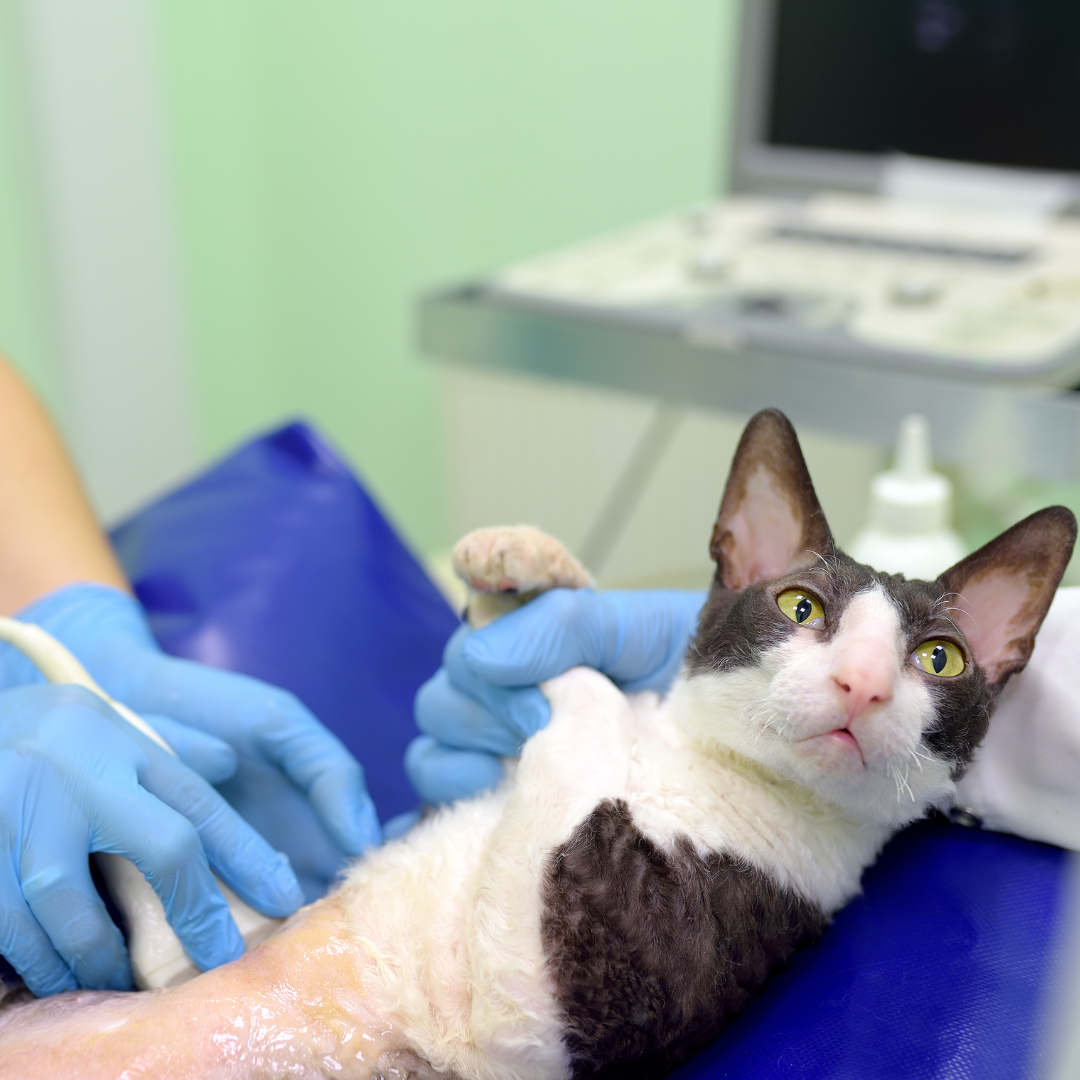 Cat getting an ultrasound