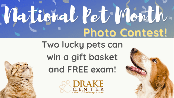 National Pet Month 2021 Photo Contest! - Veterinarian in Encinitas, CA