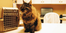 Cat wellness vet encinitas