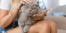 Cat wellness vet encinitas