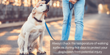 dog vet encinitas