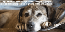 senior dog vet encinitas