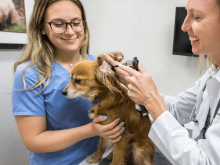 veterinarian in encinitas