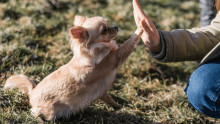 Encinitas veterinary