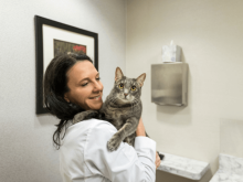 veterinarian in encinitas