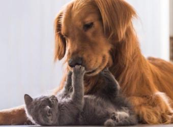 6 Things We Learned About Pet Care in 2020