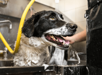 Update to Boarding and Bathing at The Drake Center