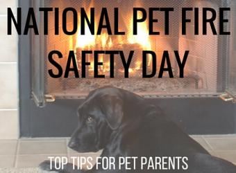 National Pet Fire Safety Day: Top tips every pet parent should know