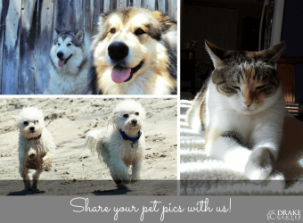 Got Pet Photos? Share Them with The Drake Center!