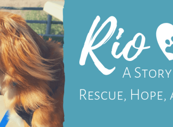 Rio: A Story of Rescue, Hope, and Trust