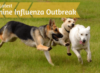 The Latest Canine Influenza Outbreak: What You Need to Know