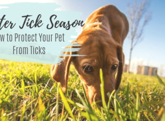 Winter Tick Season: How to Protect Your Pet From Ticks