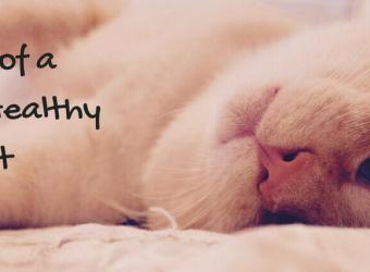 Is Your Kitty Content? 6 Signs of a Happy, Healthy Cat