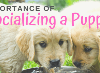 The Importance of Socializing a Puppy