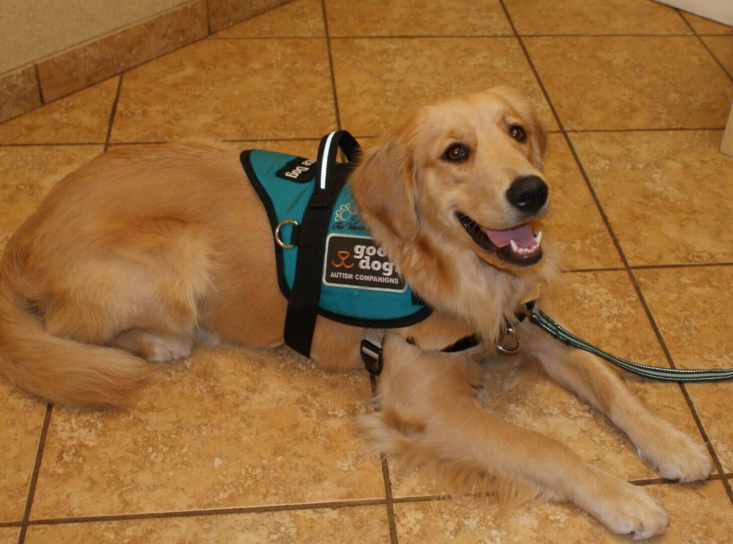 Good Dog! Drake | The Drake Center For Veterinary Care